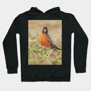 American Robin bird in an open field with out of focus foreground and background Hoodie